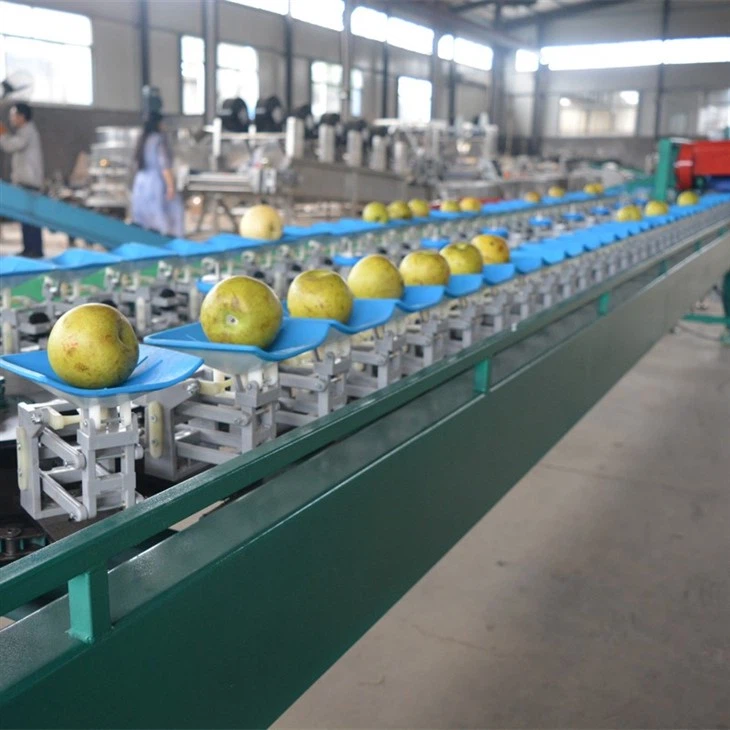 Apple sorting machine